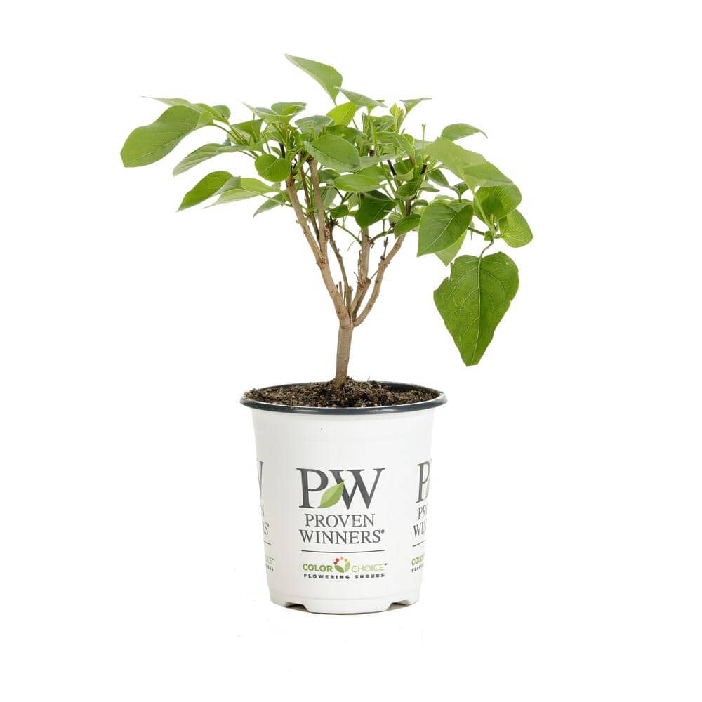 4.5 in. Quart Scentara Double Blue Lilac (Syringa) Live Shrub with Purple-Blue Flowers price history on PriceWatchPro