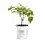https://images.thdstatic.com/productImages/e8eed1e2-fae5-46b9-8d64-81925a26c538/svn/proven-winners-shrubs-hedges-syrprc1157800-64_65.jpg