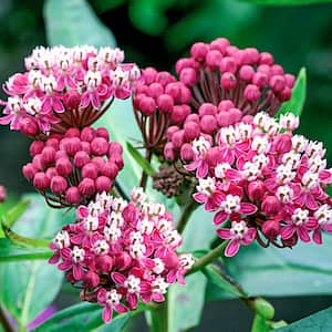 Soulmate Butterfly Flower (Asclepias) Live Bareroot Perennial Plant Pink Flowers