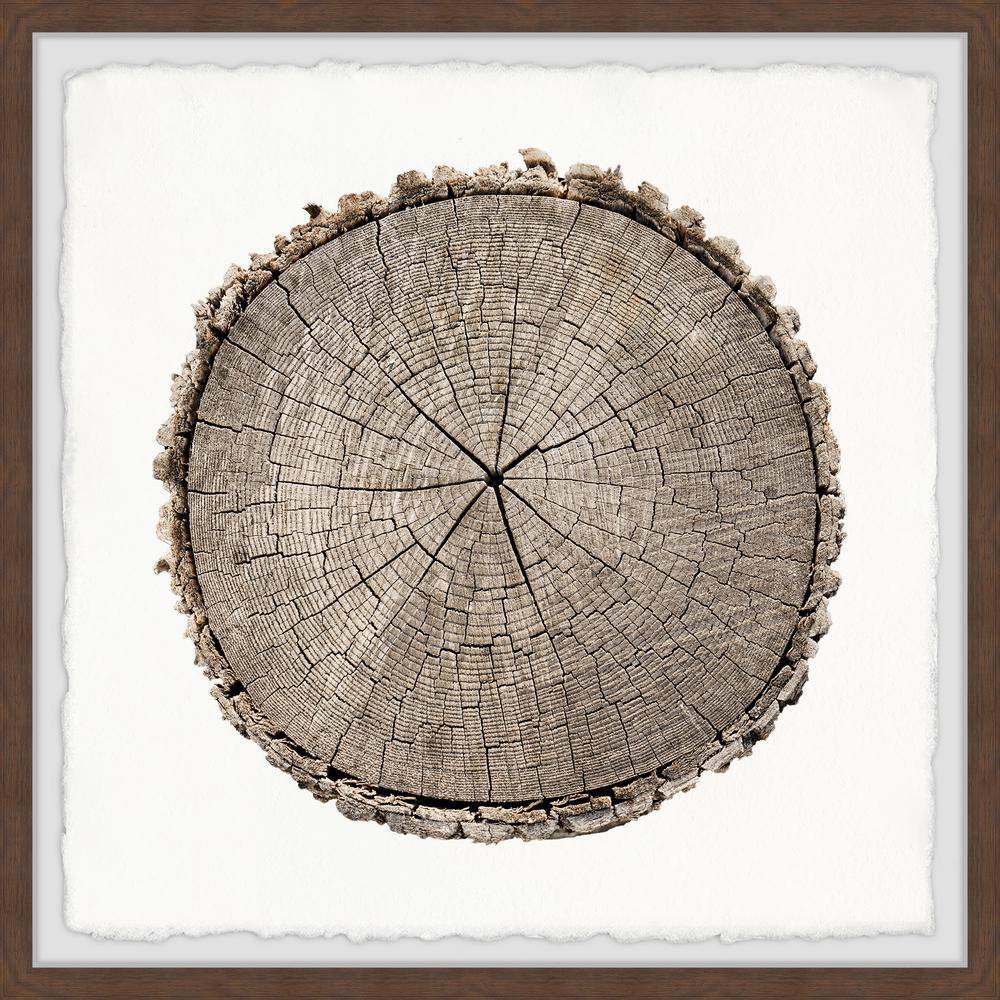 Stuck in Time by Marmont Hill Framed Nature Art Print 18 in. x 18 in.