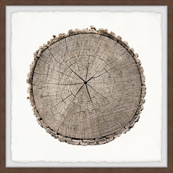 Unbranded "Stuck in Time" by Marmont Hill Framed Nature Art Print 18 in. x 18 in.