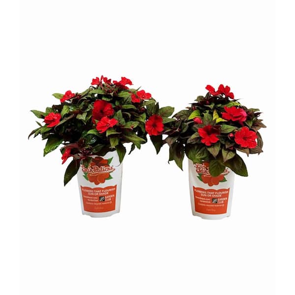SunPatiens 1 Gal. Compact Red SunPatiens Impatiens Outdoor Annual Plant with Red Flowers (2-Plants)