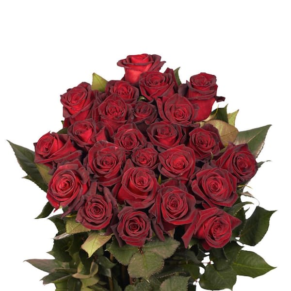 Globalrose Fresh Black Baccara Dark Red Color Roses (100 Stems