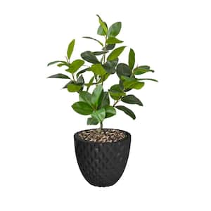 Real touch 59.6 in. fake Rubber tree in a fiberstone planter
