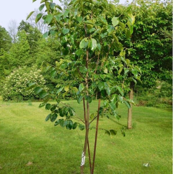 5 gal. Ichi Ki Kei Jiro Persimmon Tree