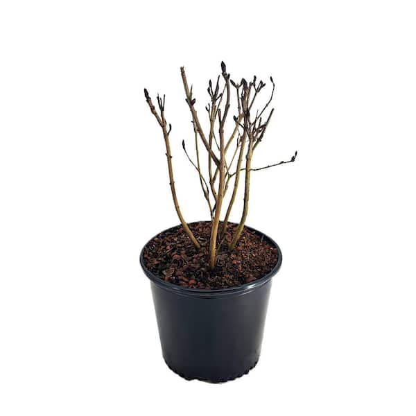 2.25 Gal. Monge Lilac (Syringa v. 'Monge') Live Shrub with Dark Purple Fragrant Flowers 1 Each