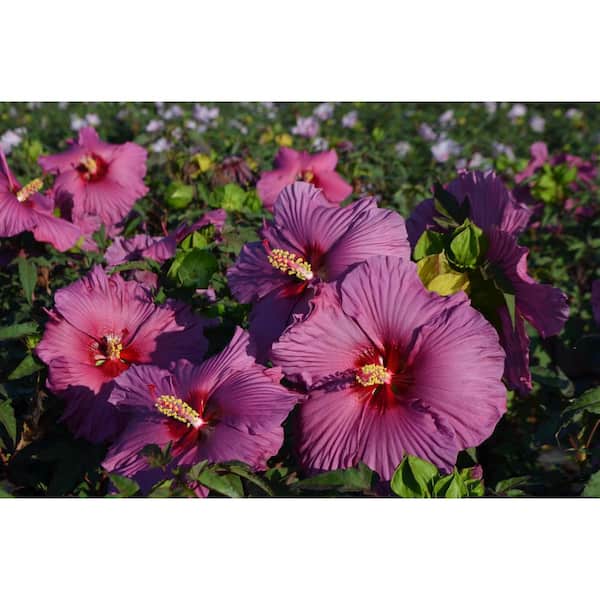 SEASON TO SEASON 2 Gal. Purple Flower Hardy Hibiscus Plant