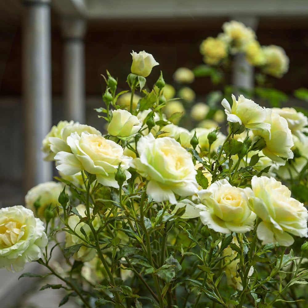 rose Candy X-Pression Rose-糖果印象 | Netherlands Cut Roses – Ergongzy