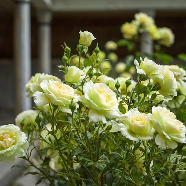 Bare Root Rose Mint Julep Hybrid Tea with Yellow-Green Flowers (2-Pack)