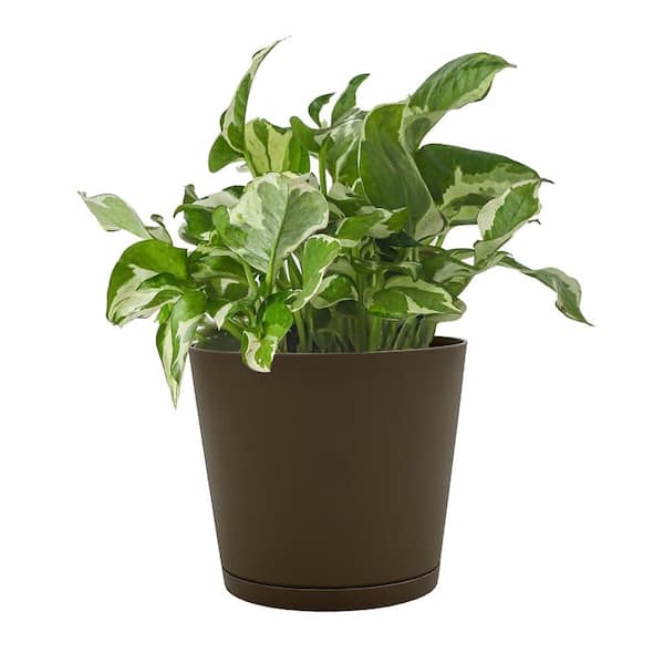 Vigoro Kyra Small Chocolate Plastic Round Planter with Attached