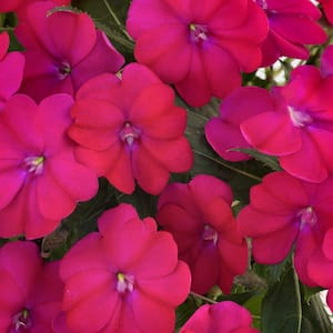 1 Qt. Magenta SunPatiens Impatiens Outdoor Annual Plant with Purple Flowers (5-Pack)