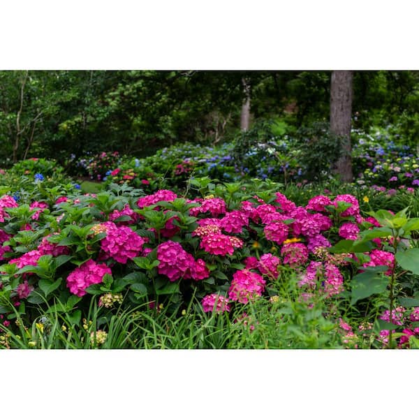 CannonCaps Hydrangea – CannonKeys