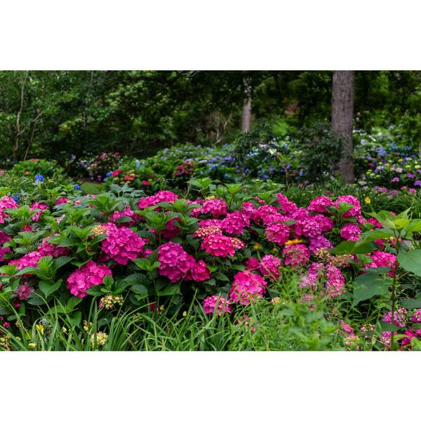 Endless Summer 1.0 Gal. Summer Crush Hydrangea Perennial