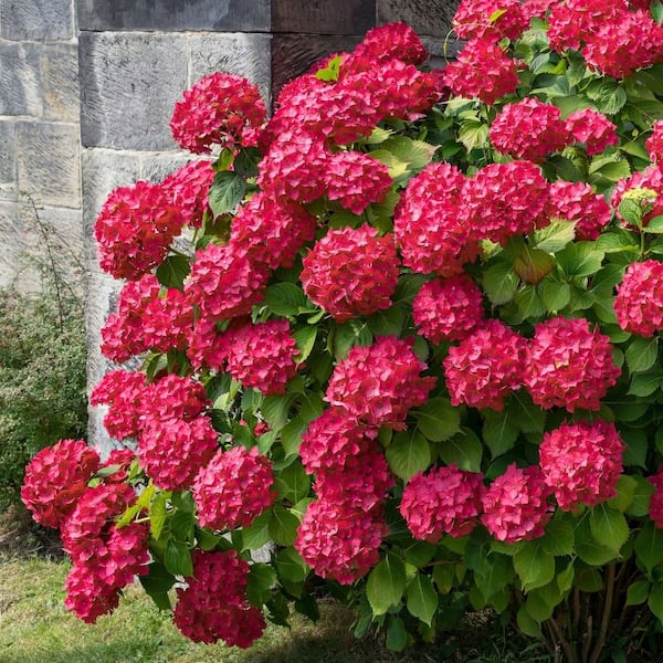 national PLANT NETWORK 4 in. Red Beauty Hydrangea Shrub with Red