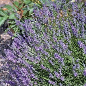 Lavender 'Avignon Early Blue' Purple Perennial Plant in 6 in. Grower Pot