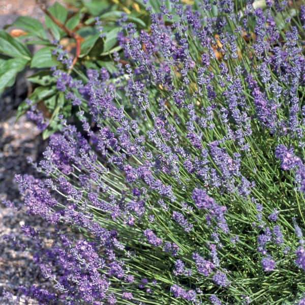 Vigoro Lavender 'Avignon Early Blue' Purple Perennial Plant in 6 in. Grower Pot
