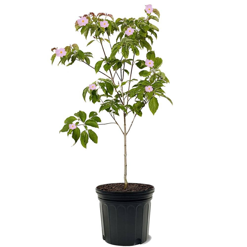 Pink Flowering Dogwood Tree
