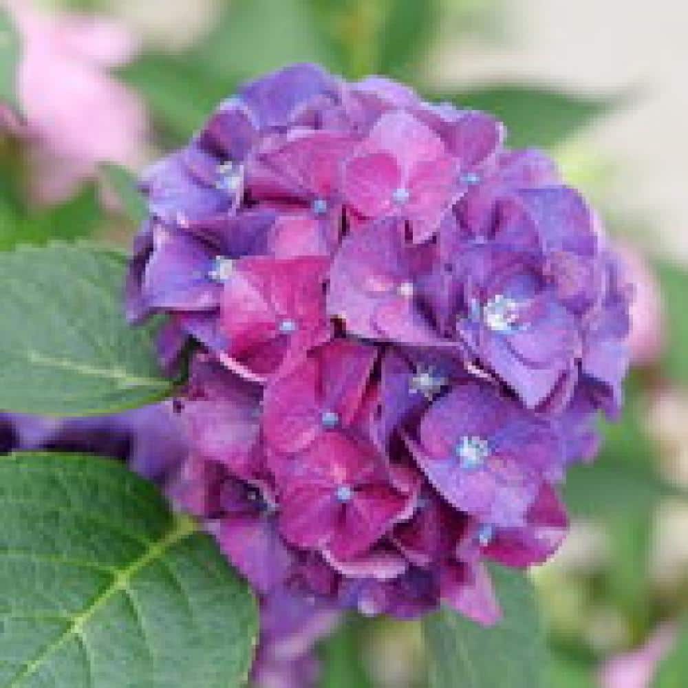 Lowe's Multicolor Bloomstruck Reblooming Hydrangea Flowering