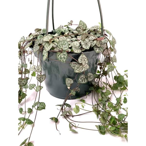 String Of Hearts Ceropegia Woodii Trailing Succulent Plant 6 In Hanging Basket The Home Depot