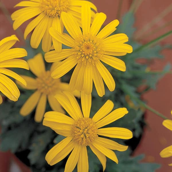 VIGORO 2.5 Qt. Vigoro Euryops Perennial Shrub with Yellow Flowers in Grower's Pot