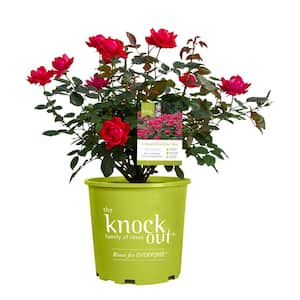 1 Gal. Red Double Knock Out Rose Bush with Red Flowers
