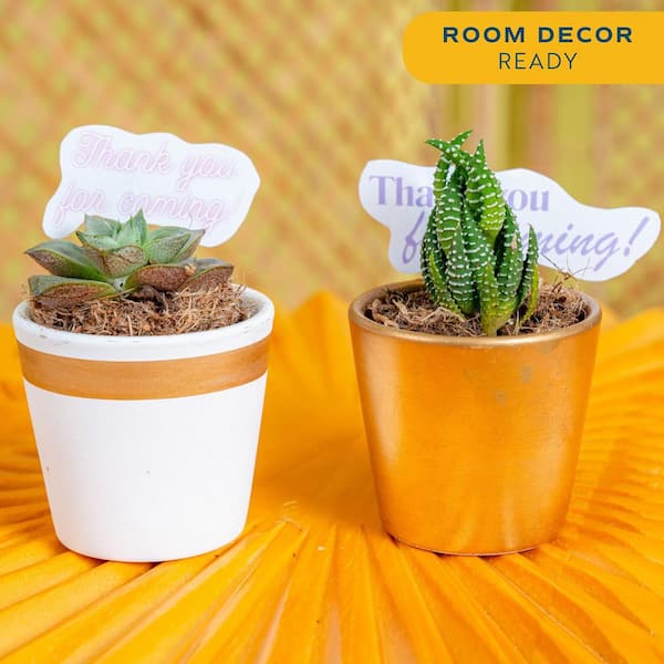 Mini Indoor Succulent Plants in 2 in. Ceramic Pots and Tray, Avg. Shipping Height 2 in. Tall (24-Pack)