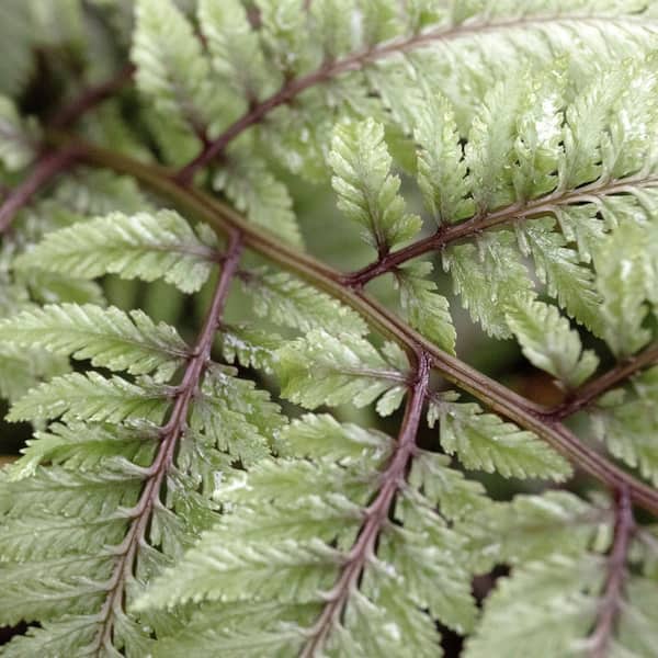 national PLANT NETWORK 5.5 in. Godzilla Painted Fern Plant