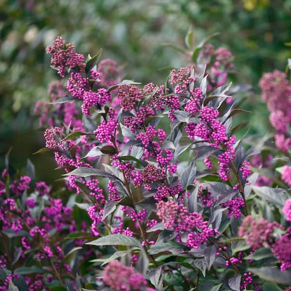 Proven Winners Pearl Glam Beautyberry