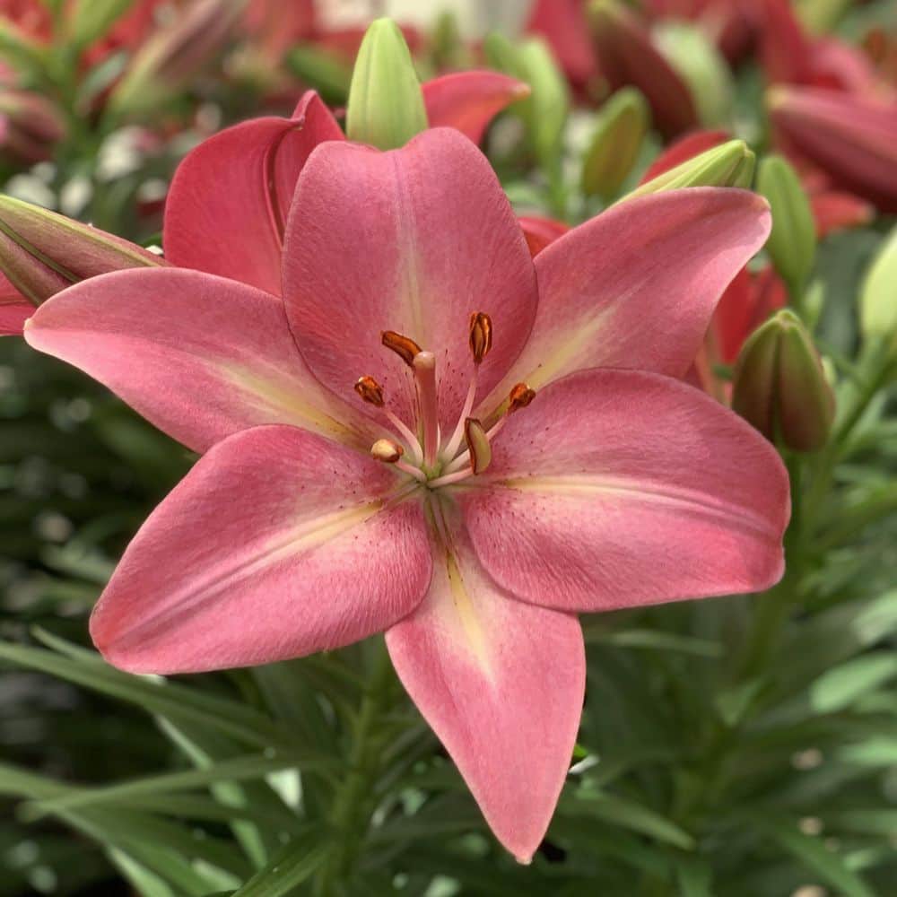 Lily national PLANT NETWORK Lilies Summer Sky LA Hybrid Lilies