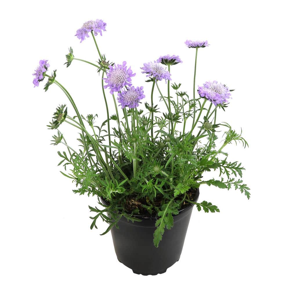 Butterfly Blue Scabiosa Flower in Black Container