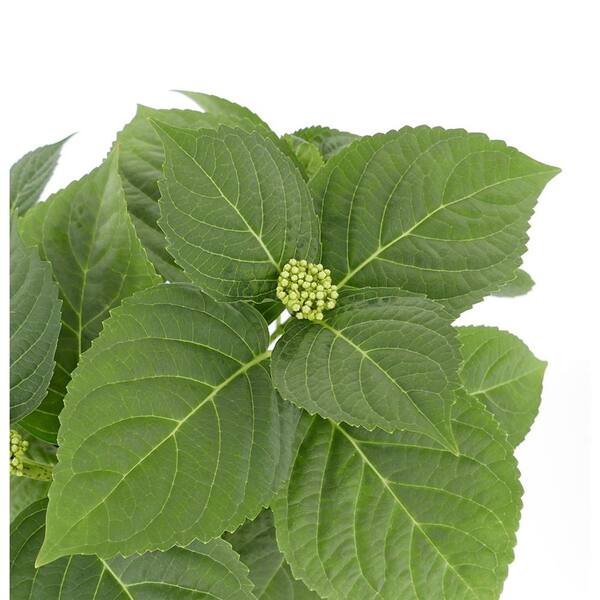 Unbranded - 2.5 qt. Hydrangea macrophylla Hi River Blue Perennial Plant with Blue Flowers - 1-Pack