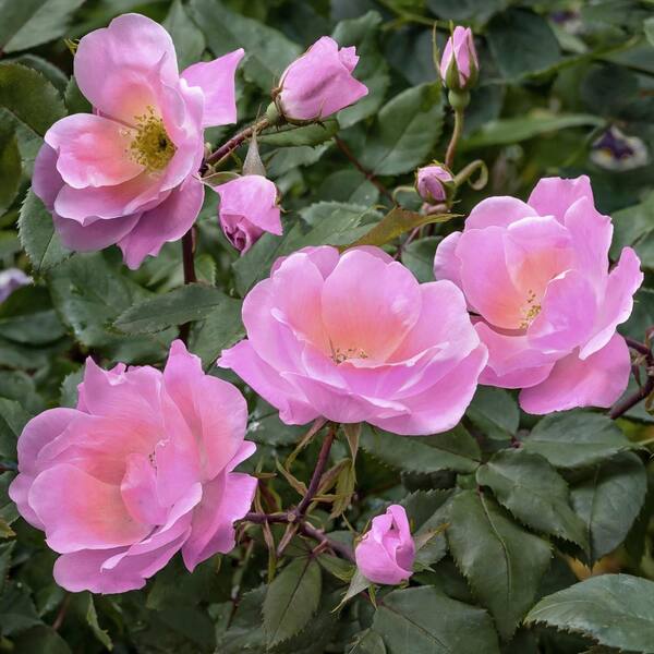 KNOCK OUT Bareroot Peachy Knock Out Rose Bush with Shell KNOCK OUT Bareroot Peachy Knock Out Rose Bush with Shell