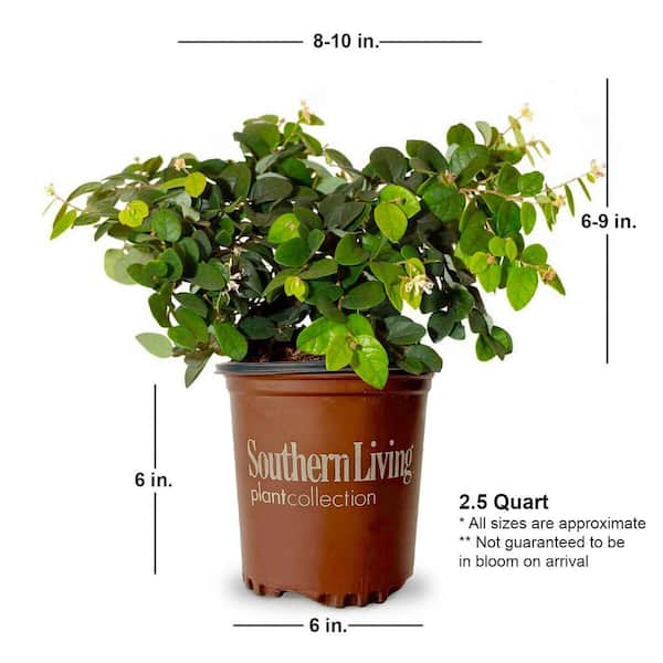 SOUTHERN LIVING 2.5 Qt. Emerald Snow Semi-Dwarf Loropetalum