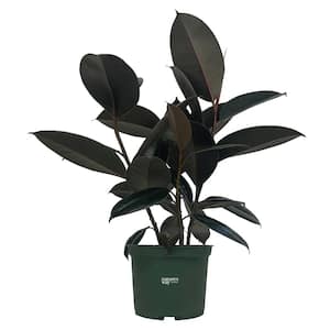 Ficus Burgundy Live Indoor Plant in Growers Pot Avg Shipping Height 1 ft. to 2 ft. Tall