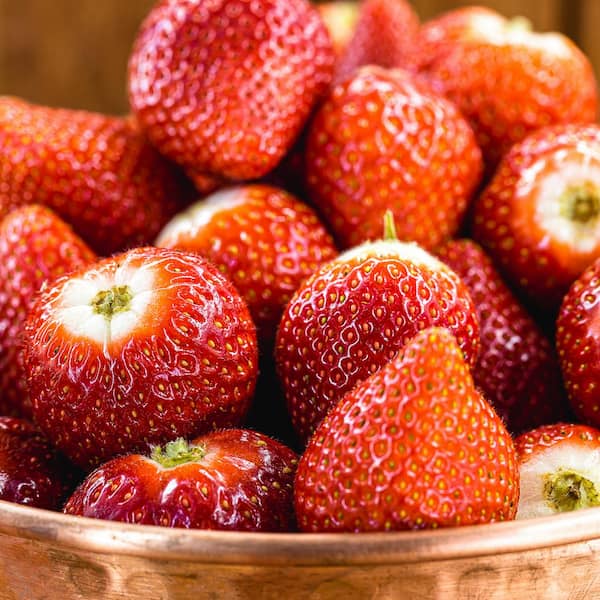 VAN ZYVERDEN Van Zyverden Dayneutral Strawberries Albion (Set of 20) Plant Roots