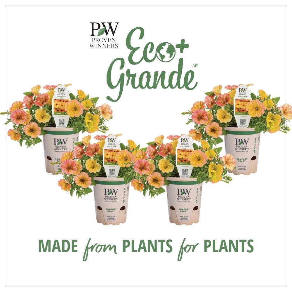 proven-winners-annual-flowers-