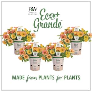 4.25 in. Eco+Grande Supertunia Honey (Petunia) Live Plant, Yellow Flowers (4-Pack)