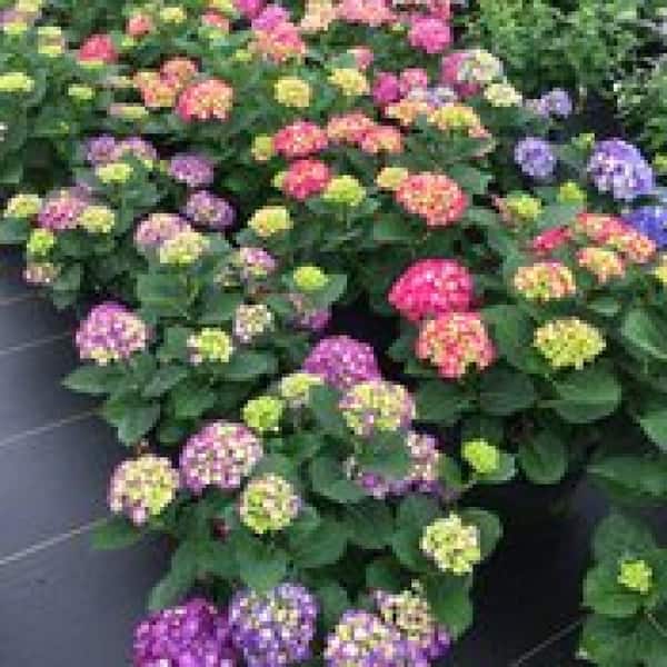 3 Gal. Wee Bit Giddy Bigleaf Hydrangea (Hydrangea macrophylla) Live Flowering Shrub; Bright Red or Red-Violet Flowers