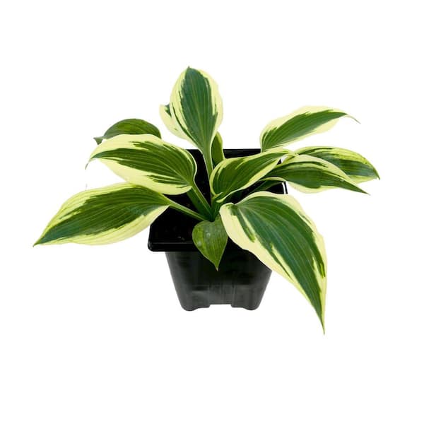 Unbranded Perennial Hosta Firn Line 1.0 qt.
