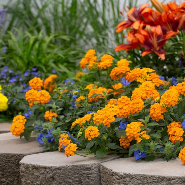 Vigoro 2 QT Lantana 'Chapel Hill Gold' Yellow Perennial Plant