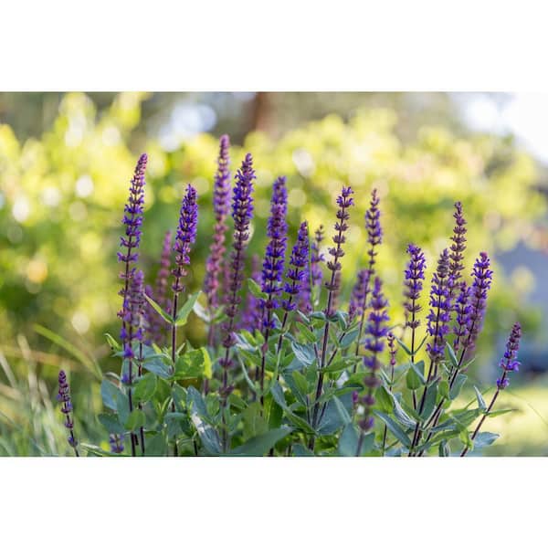 BELL NURSERY 3 Gal. Caradonna Salvia Live Perennial Plant (1