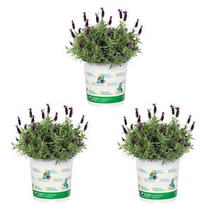 2 QT. Spanish Lavender Purple Perennial Plant (3-Pack)