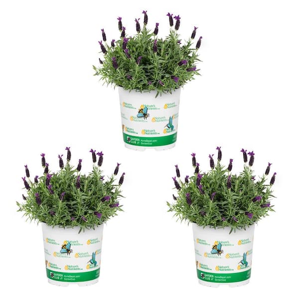 METROLINA GREENHOUSES 2 QT. Spanish Lavender Purple Perennial Plant (3-Pack)