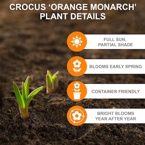 7/8 cm, Orange Monarch Snow Crocus Flower Bulbs (Bag of 100)