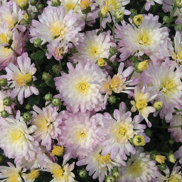 Unbranded 11 in. Jacqueline White Chrysanthemum Perennial Plant