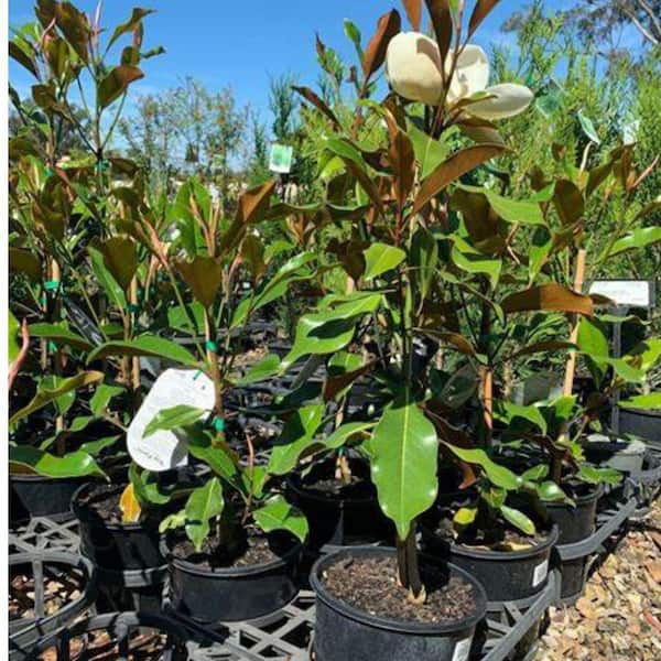 Unbranded 7 Gal. Kay Parris Southern Magnolia Evergreen Tree