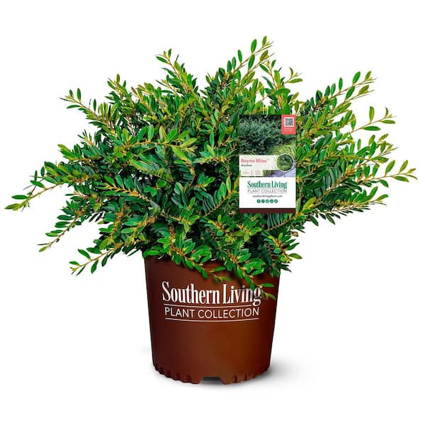 SOUTHERN LIVING 2.5 qt. Bayou Bliss Distylium, Evergreen Shrub with Soft Blue-Green Foliage and a Rounded Habit