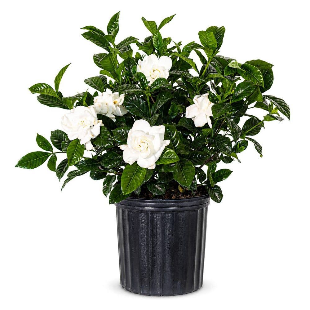 large floor planter indoor 12