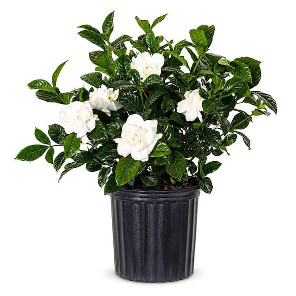 United Nursery Gardenia Shrub Plant Produces White Fragrant Blooms in 9.25  inch Grower Pot 20323