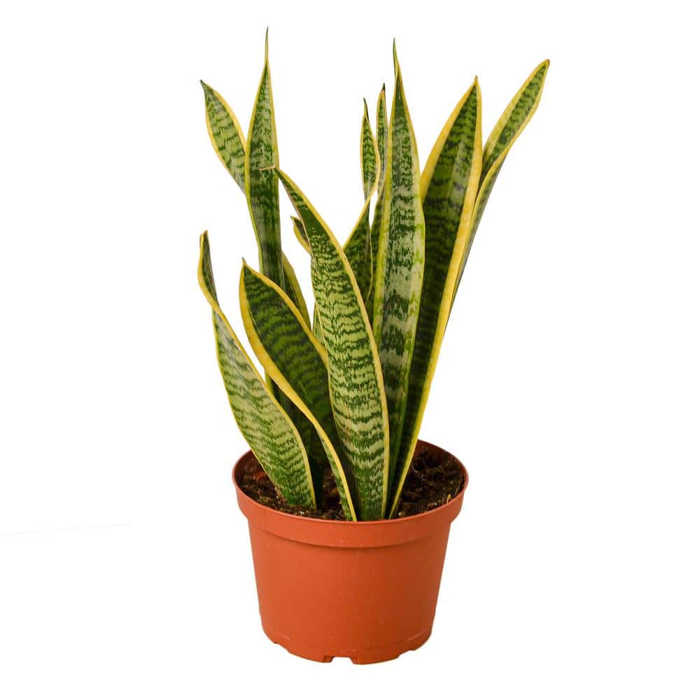 PPC INTERNATIONAL LLC Snake Plant Laurentii Sansevieria Trifasciata Plant  in 6 in. Grower Pot 6_SNAKE_LAURENTII - The Home Depot